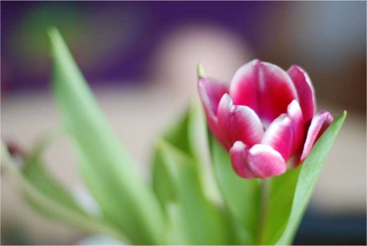 Z okazji Dnia Kobiet